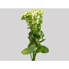 KALANCHOE DOBRADO CLEAR WHITE 050 CM