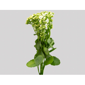 KALANCHOE DOBRADO CLEAR WHITE 050 CM
