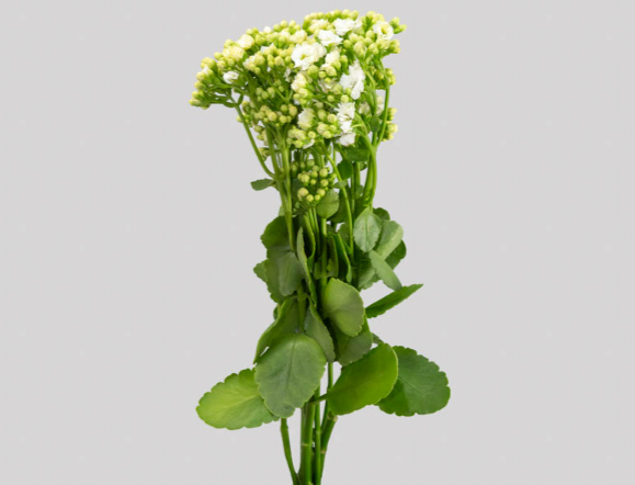 KALANCHOE DOBRADO CLEAR WHITE 050 CM