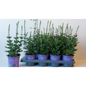 SALVIA NE OSTFRIESL