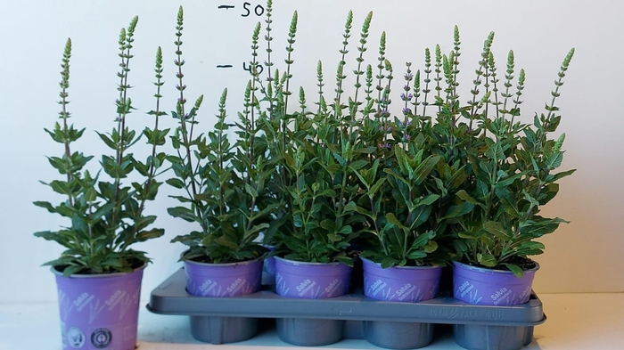 <h4>SALVIA NE OSTFRIESL</h4>