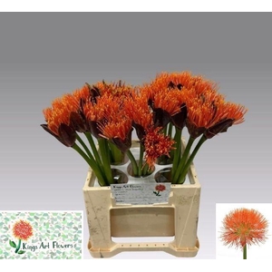 SCAD M KING O ORANGE