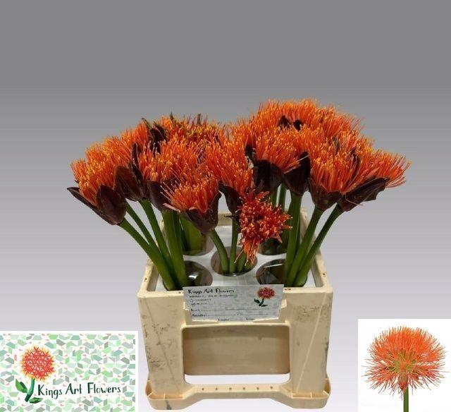 <h4>SCAD M KING O ORANGE</h4>