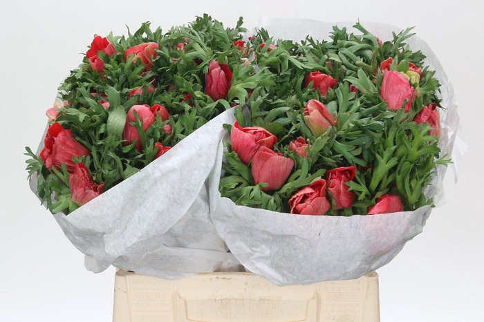 <h4>Anemone Mistral Plus Red</h4>