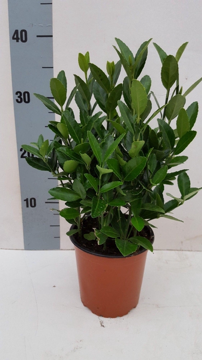 <h4>Euonymus Japonica</h4>