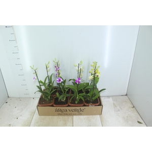 DENPHALAEN MINI P12 QUADRADO