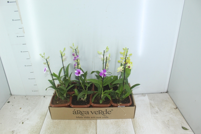 <h4>DENPHALAEN MINI P12 QUADRADO</h4>