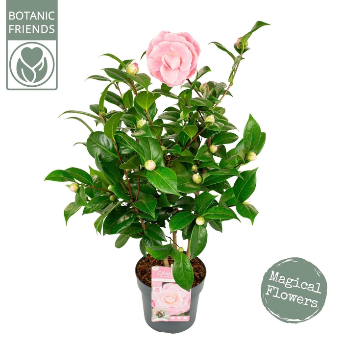 <h4>Camellia japonica</h4>