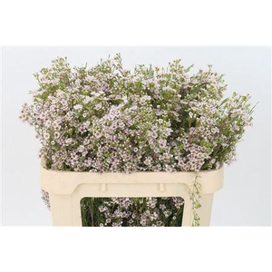 Chamelauc Orchid Light Pink