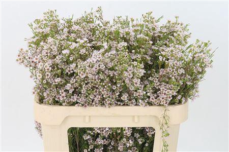 <h4>Chamelauc Orchid Light Pink</h4>
