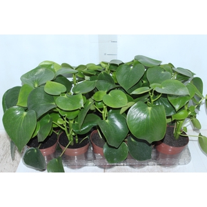 PEPEROMIA POLYBOTRYA RAINDROP P12