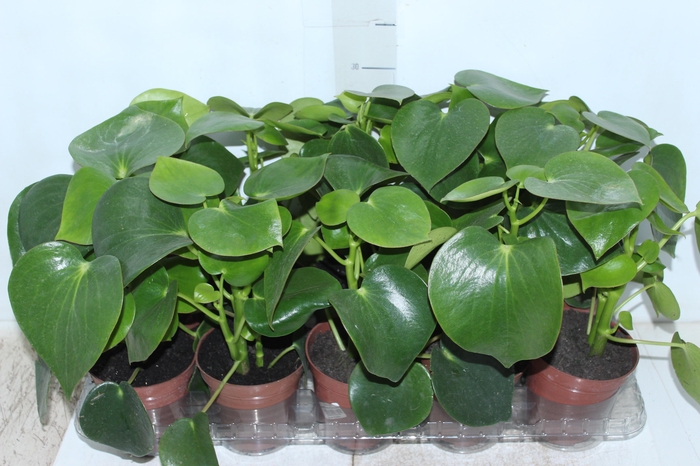 <h4>PEPEROMIA POLYBOTRYA RAINDROP P12</h4>