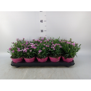 Dianthus  'Pink Kisses'