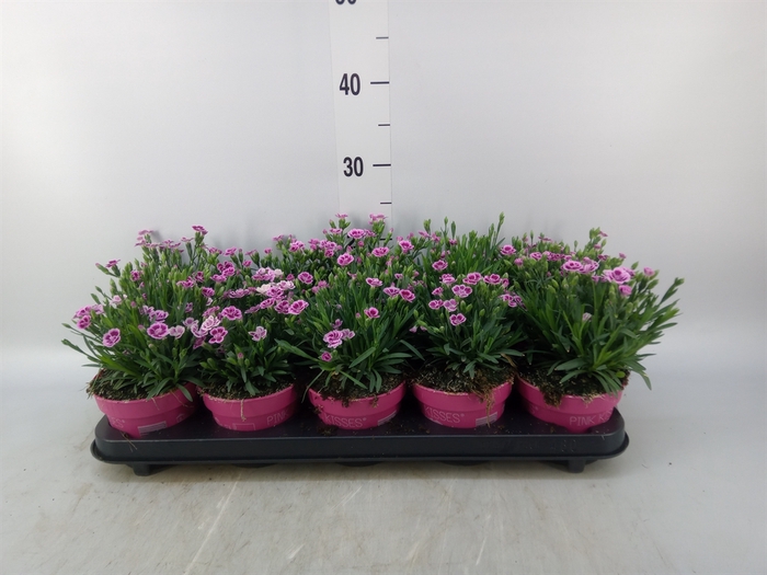 <h4>Dianthus  'Pink Kisses'</h4>