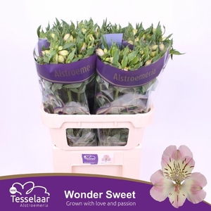 Alstr Wonder Sweet