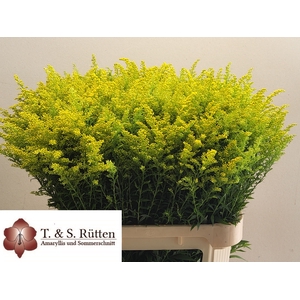 SOLI MARVELLOUS GOLD