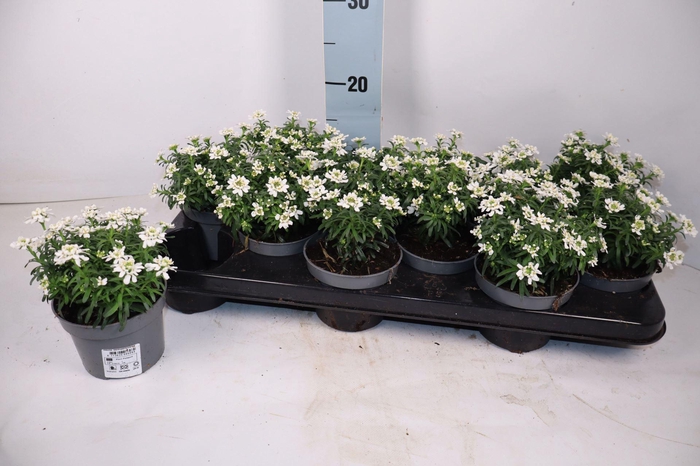 <h4>Iberis semp.</h4>