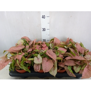 Syngonium podop.