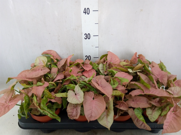 <h4>Syngonium podop.</h4>