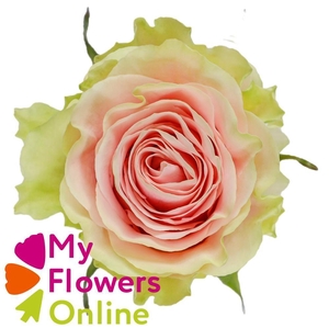 R Gr Frutteto Bicolor 50cm EC