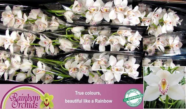 <h4>CYMB T CASCADE</h4>