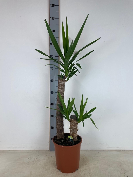 <h4>YUC ELEPHANTIPES</h4>