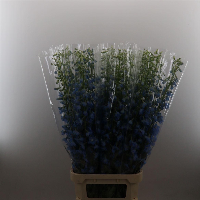 <h4>Delphinium single Sky Waltz</h4>