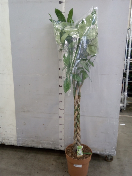 <h4>Pachira aquatica</h4>