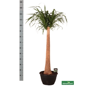 BEAUCARNEA RECUR