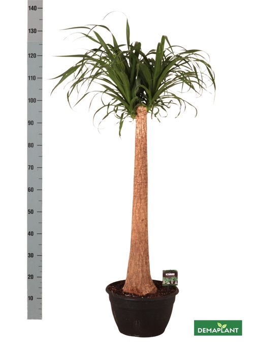 <h4>BEAUCARNEA RECUR</h4>