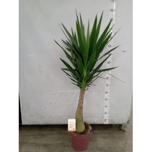 Yucca elephantipes   ...