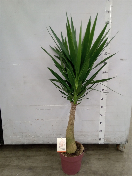 <h4>Yucca elephantipes   ...</h4>