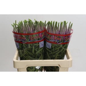 Veronica Skyler Pink