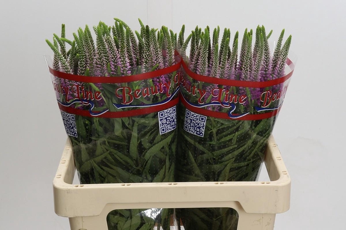 <h4>Veronica Skyler Pink</h4>