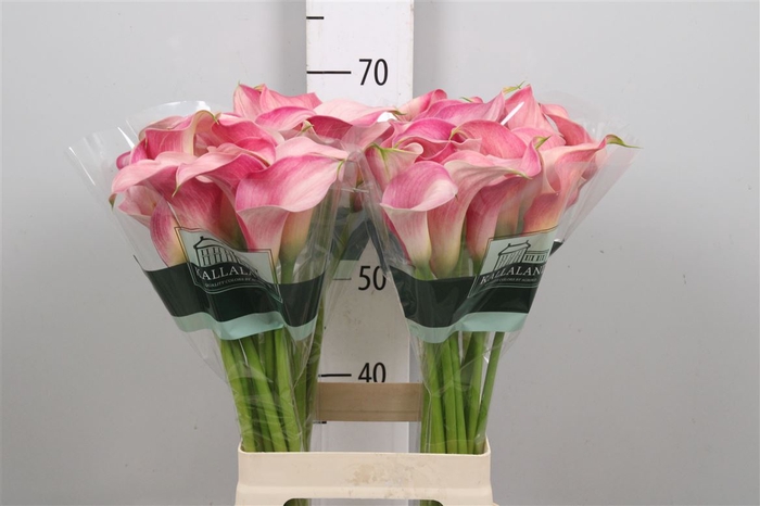 <h4>Zant Blushing Lady</h4>