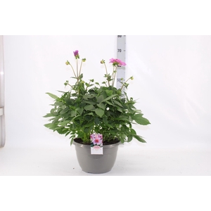 DAHL D M STARBU PINK