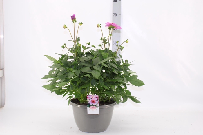<h4>DAHL D M STARBU PINK</h4>