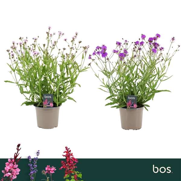 <h4>Verbena Rigida, Mix</h4>