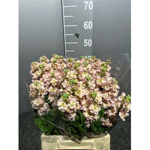 Matth Iron Apricot