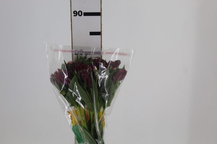 <h4>ALSTROEMERIA NAPOLI 080 CM</h4>