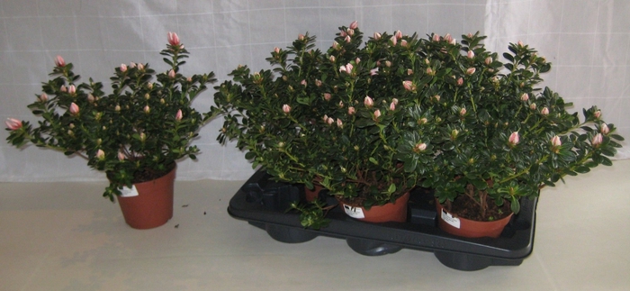 <h4>RHODO SI MEVR GERARD</h4>