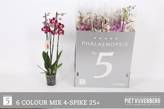 <h4>PHAL GEM 6 KL</h4>