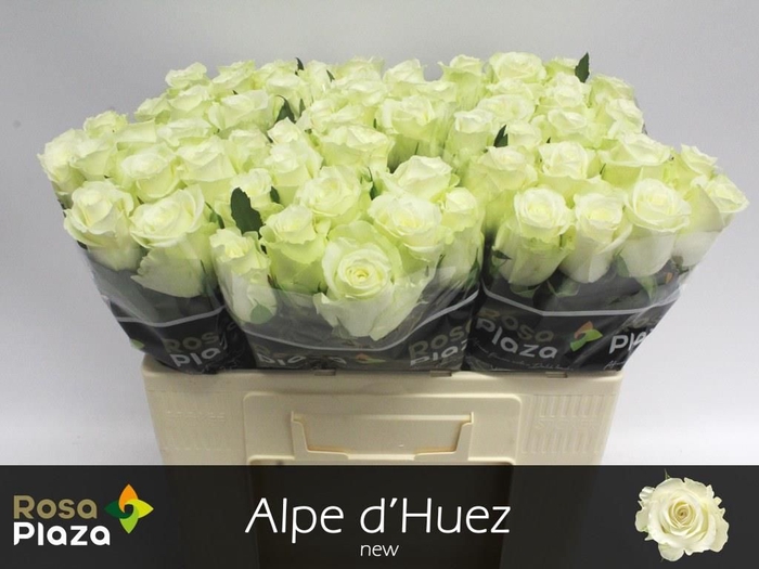 <h4>R GR ALPE DHUEZ</h4>