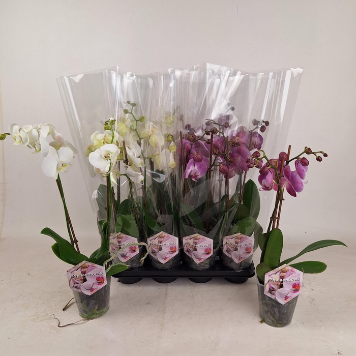 <h4>PHAL MIX 2 TAK</h4>