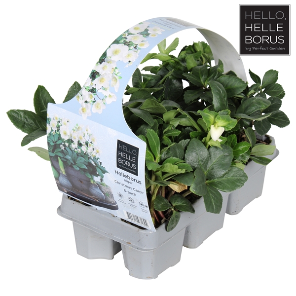 <h4>Helleborus niger 'Christmas Carol' 6-pack</h4>