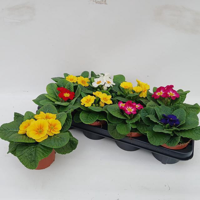 <h4>PRIM ACAULIS GEMENGD</h4>