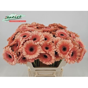 GERBERA MI 'COOKIES N CREAM'