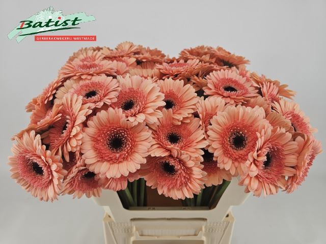 <h4>GERBERA MI 'COOKIES N CREAM'</h4>