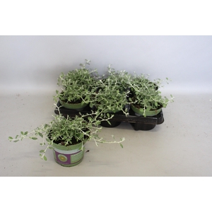 Helichrysum Silver Star