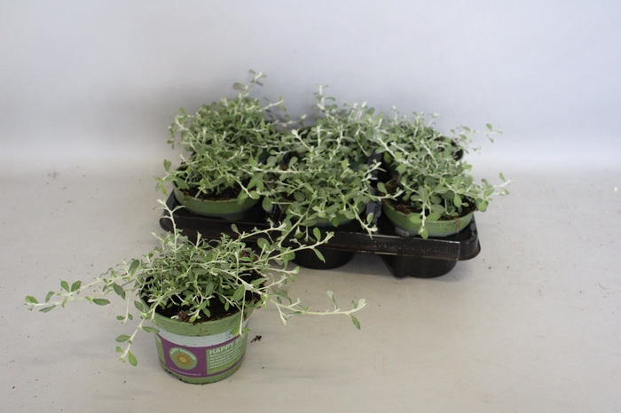 <h4>Helichrysum Silver Star</h4>